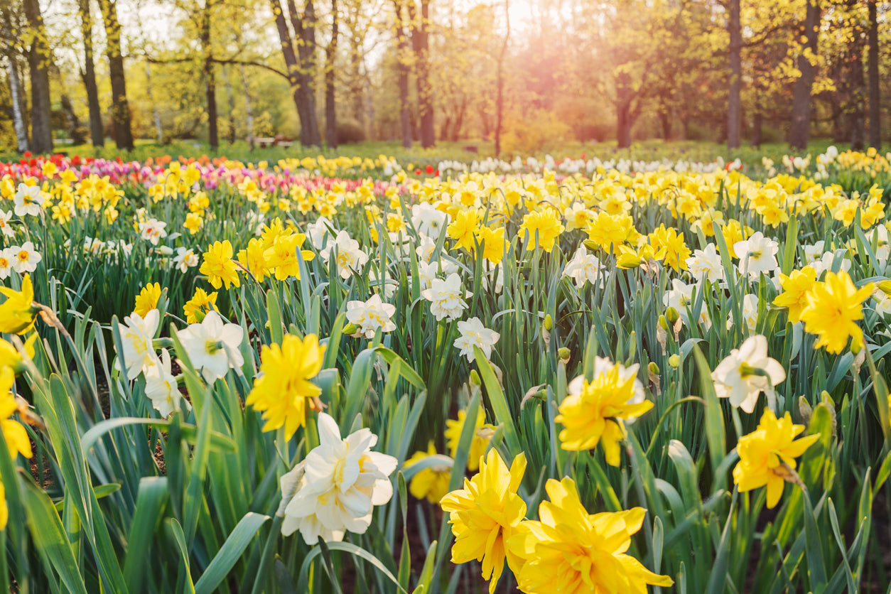 Spring Nutrition.pdf Spring into Health: Top Nutrients to Add to Your Diet this Season ...